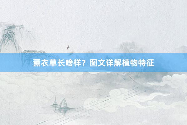 薰衣草长啥样？图文详解植物特征